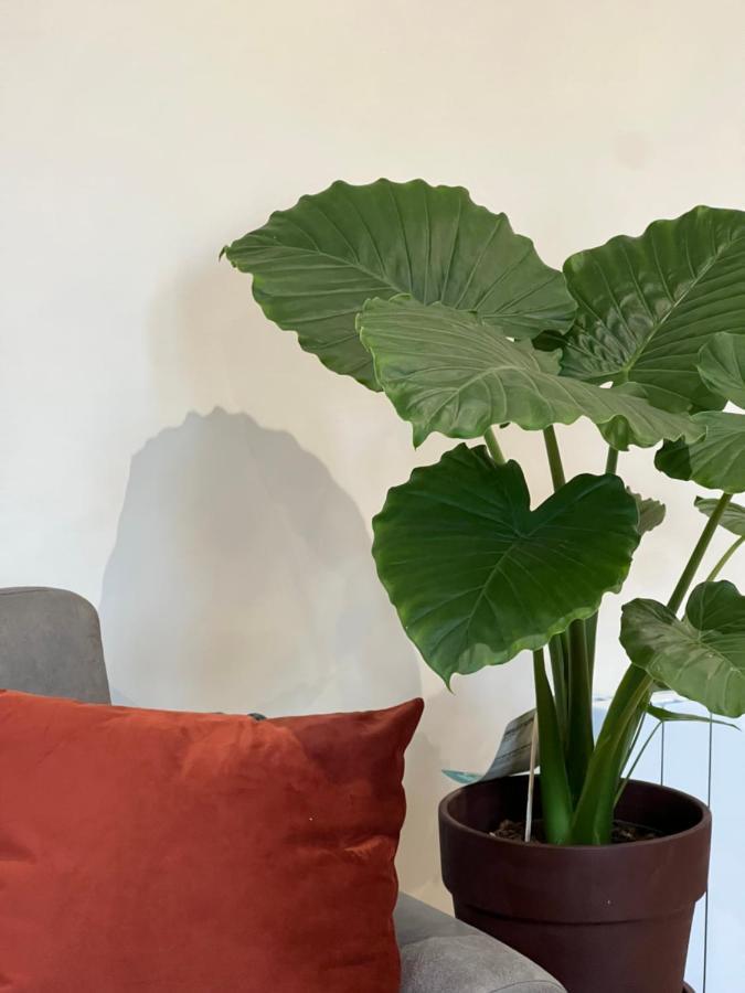 Myaka Appartement Wood 绍莱 外观 照片